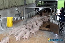 캐나다산 씨돼지 국내 도착