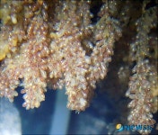 제주도해양수산연구원 참문어 수정란 인공부화에 성공