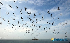 칠산도 괭이갈매기