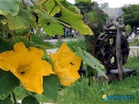 광화문에 호박꽃