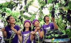 포도농장 체험하는 학생들