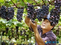 안성 거봉포도 수확한창