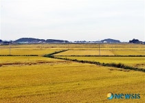 김제 지평선쌀 뿌린 만큼 거둔다