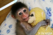 원숭이 인형은 내 친구