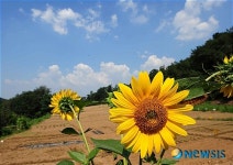 푸른 하늘과 해바라기