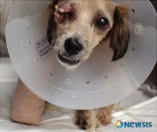 시끄럽고 말썽부린다… 광화문 한복판서 40분간 돌맞은 강아지