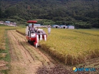 거제서 첫 벼 수확