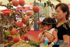 전북 장수 사과는 이렇게 생겼네