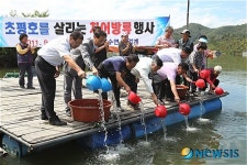 초평저수지 새끼 붕어 방류