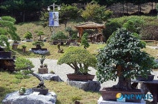 [세계인삼엑스포]3억원짜리 분재 눈길