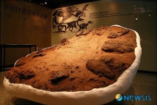 공룡알 둥지 효과 목포자연사박물관 관람객 증가