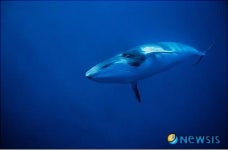 고래로 해양생물 진화비밀 찾는다