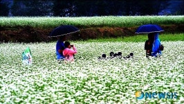 소금을 뿌려 놓은 듯