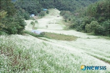 청원 소금 뿌린 듯 메밀꽃 장관
