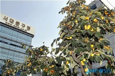 가을 성큼, 감이 익어가요