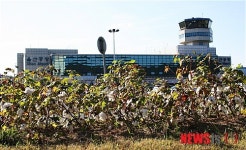 울산공항 내 목화밭