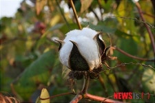 하얀 꽃망울을 터뜨린 목화