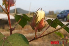 아름다운 자태를 뽐내는 목화꽃