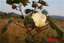 가을 들녘 목화꽃
