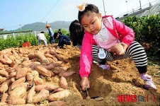 내곡동 사랑의 밭 고구마 수확