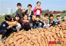 고구마 캤어요