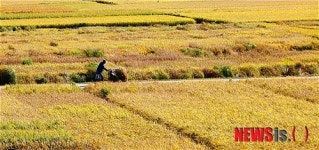 황금빛 들녘