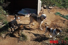 SBS 동물사랑실천협회, 불법 안락사·후원금 횡령