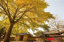 황금빛의 보령 은행마을