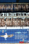 고성 명태는 행운이다