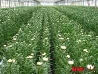 남원 지리산 고랭지 명품 국화 일본 첫 수출