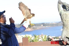 제주야생동물구조센터, 추락 매 자연 품으로