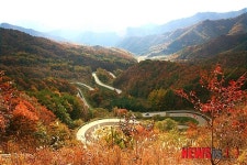 절정의 도마령 단풍