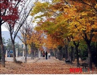 환경수도 창원, 마음 설레는 도심속 낙엽 거리