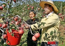 사과 따는 검찰총장