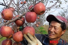 남원 지리산 고랭지 명품사과 전국 출하