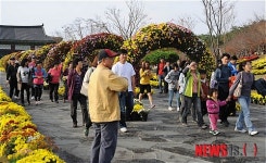 영암 오색 국화향 터널