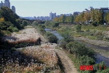 바람결에 출렁이는 학의천 물억새밭