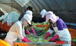 김장시즌 연기군 친정맘절임배추 본격 출하!