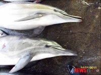 삼척 앞바다에서 돌고래 9마리 죽은 채 발견