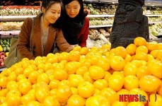 제 철 맞은 제주감귤 맛보세요
