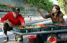 수확의 기쁨