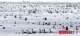 강진만은 새들의 천국