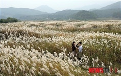 가을정취 물씬한 충주 비내섬