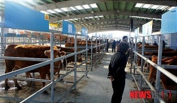 정읍, 가축품평회 경산우부문 유영남氏 대상