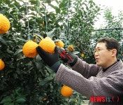 설 대목 맞은 친환경 나주 한라봉 수확 한창