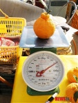튼실하고 탐스런 나주 한라봉