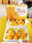 산지직송 착한 가격 나주 한라봉