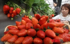 로열티 줄이는 국산 딸기 품종