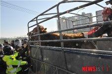 한우 가져가! 내리는 농민과 막는 경찰