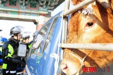눈물 흘리는 소…뿔난 전북 축산농가